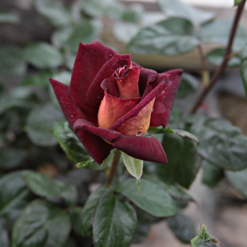Rosa Eddy Mitchell® - roșu - galben - Trandafir copac cu trunchi înalt - cu flori teahibrid - coroană dreaptă